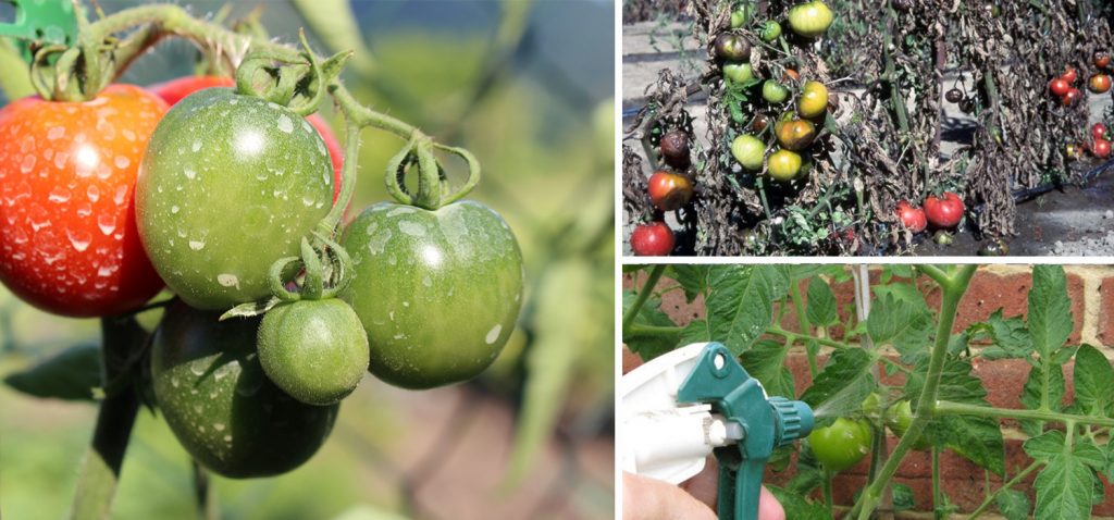 sulfatar tomates